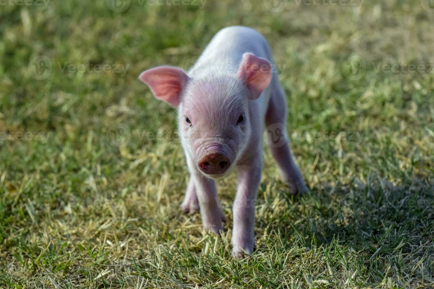 Ferkel Neugeborene Baby, im Bauernhof Landschaft. foto