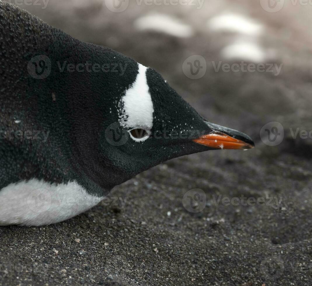 Gentoo Pinguin, Hannah Punkt, Antarktis foto