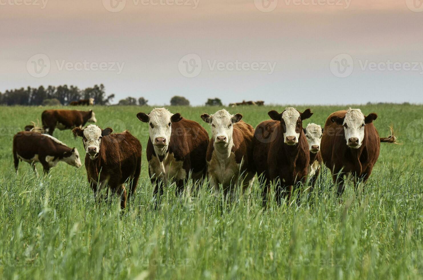 das Vieh erziehen mit natürlich Weiden im Pampas Landschaft, la Pampa Provinz, Patagonien, Argentinien. foto