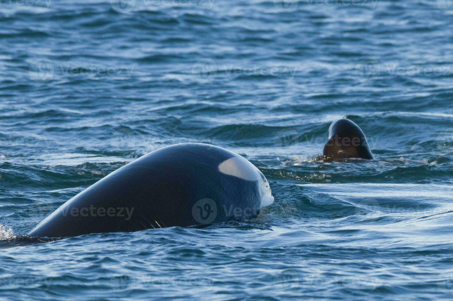 Mörder Wal, Orca, Jagd ein Meer Löwe Welpe, Halbinsel Valdes, Patagonien Argentinien foto