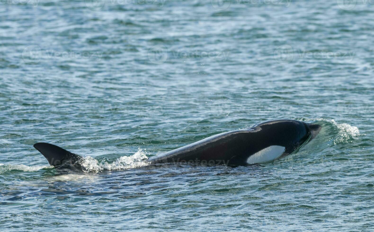 Mörder Wal, Orca, Jagd ein Meer Löwe Welpe, Halbinsel Valdez, Patagonien Argentinien foto