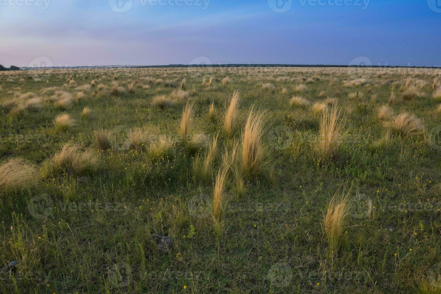 Pampas Gras Landschaft beim Sonnenuntergang, la Pampa Provinz, Patagonien, Argentinien foto