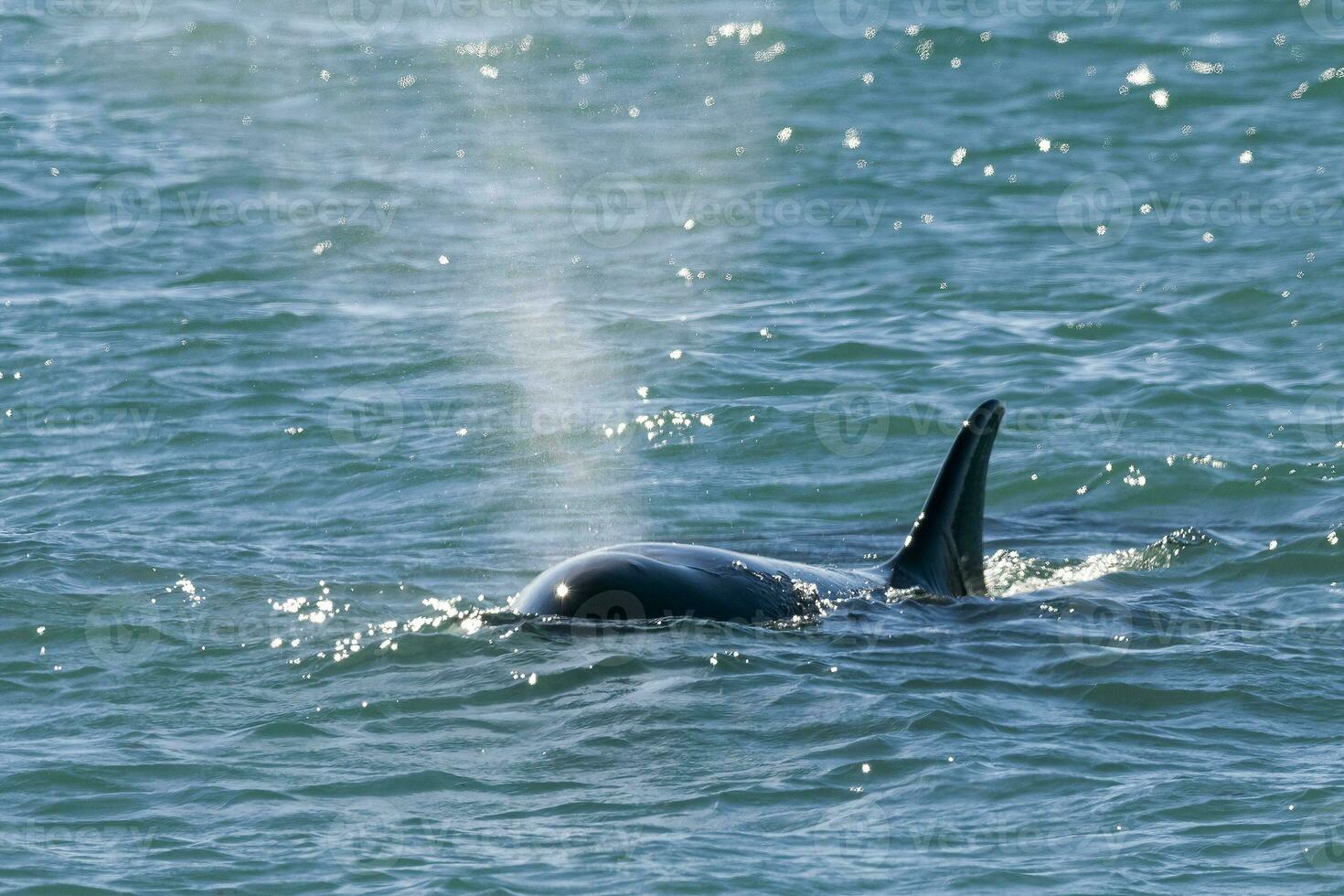 Mörder Wal, Orca, Jagd ein Meer Löwe Welpe, Halbinsel Valdes, Patagonien Argentinien foto