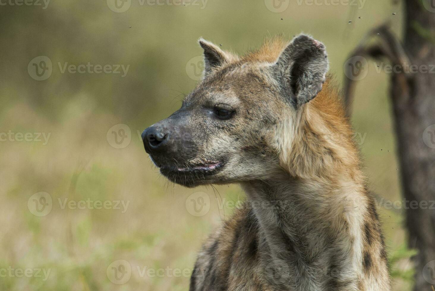 Hyäne lächeln, Krüger National Park, Süd Afrika. foto