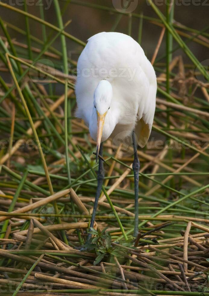 großartig Reiher, Krüger National Park, Süd Afrika. foto