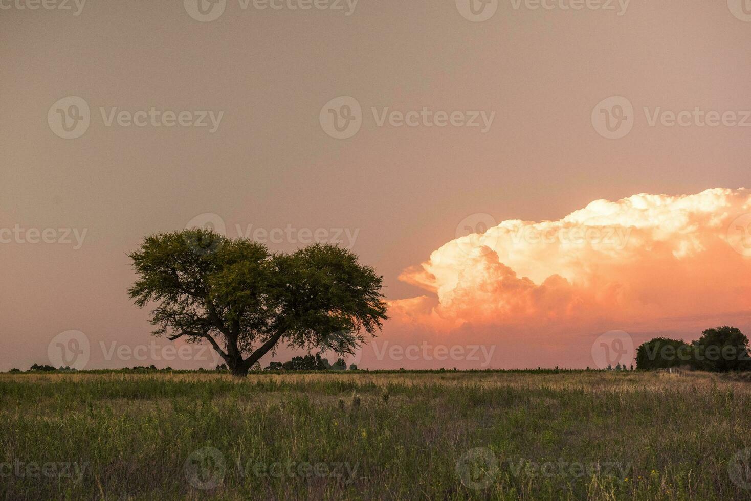 Pampas Baum Landschaft beim Sonnenuntergang, la Pampa Provinz, Argentinien foto