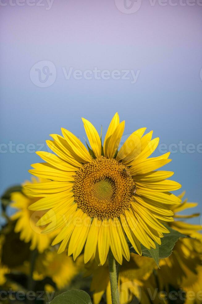 Sonnenblume , Pampas , Argentinien foto