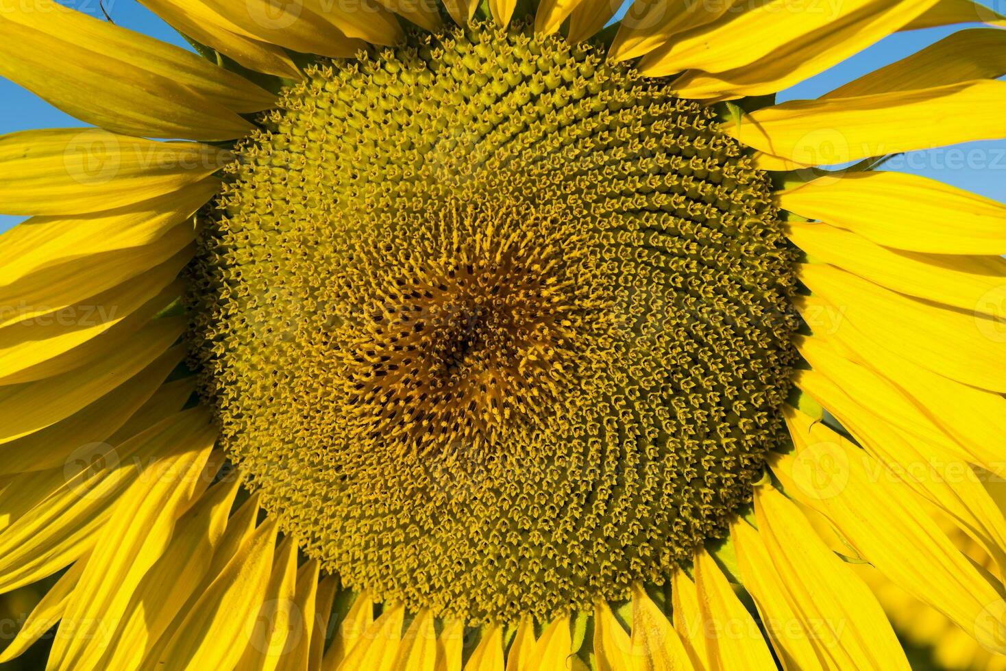 Pampas Sonnenblume Landschaft , la Pampa Provinz, Patagonien Argentinien foto