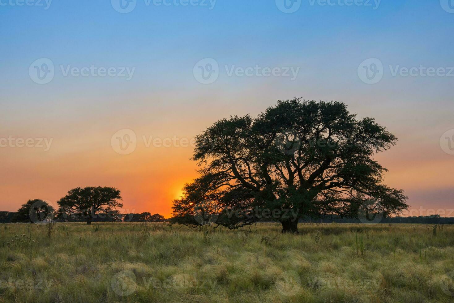 Pampas Baum Landschaft beim Sonnenuntergang, la Pampa Provinz, Argentinien foto