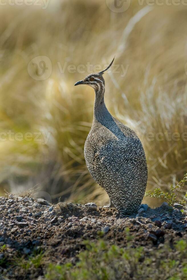 elegant mit Haube tinamu, Eudromie elegans, Pampas Wiese Umfeld, la Pampa Provinz, Patagonien, Argentinien. foto