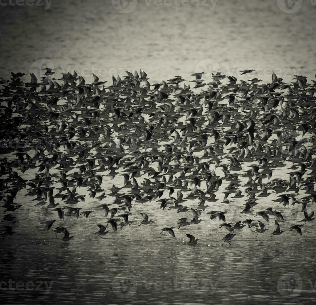 Vögel Herde Flug Hintergrund , Patagonien, Argentinien foto