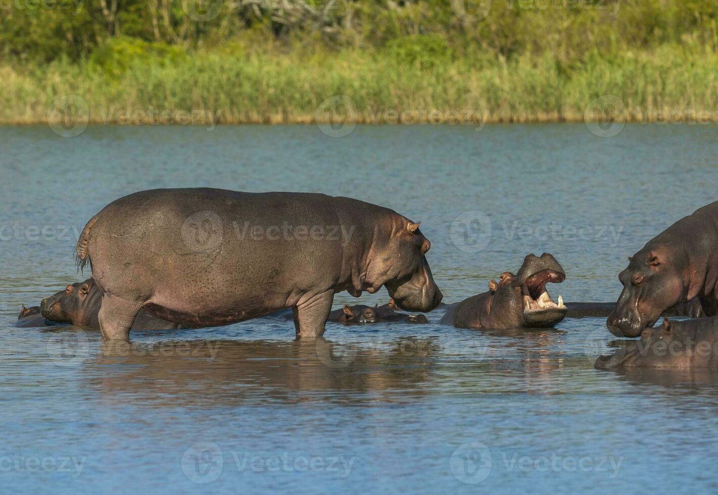 Nilpferd Amphibius im Wasserloch, Krüger National Park, Süden Afrika foto