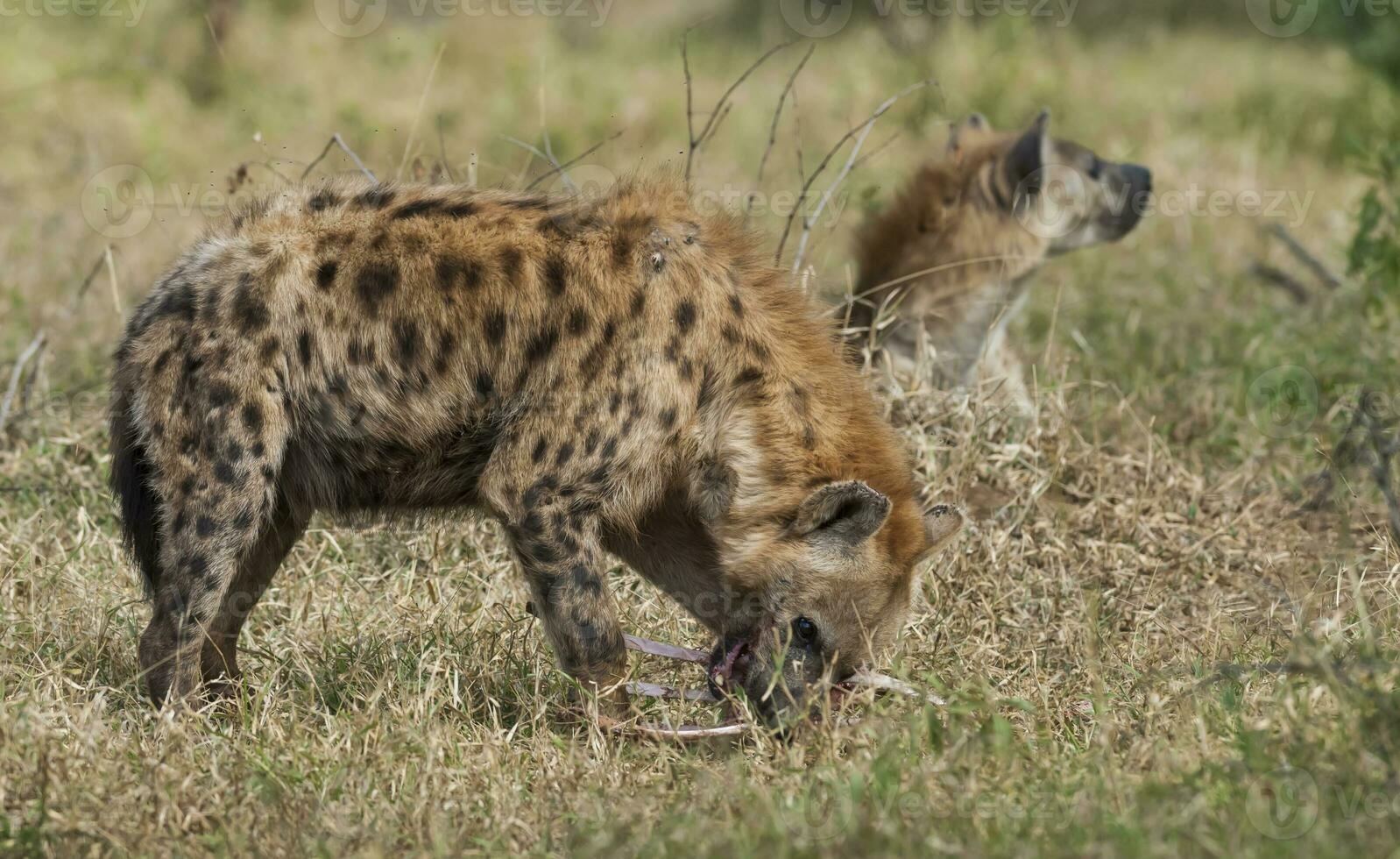 Hyäne Essen, Krüger National Park, Süd Afrika. foto