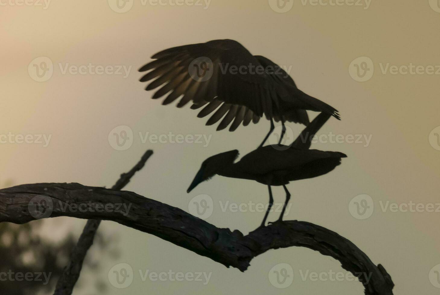 Hammerkopf Storch, Krüger National Park, Süd Afrika. foto