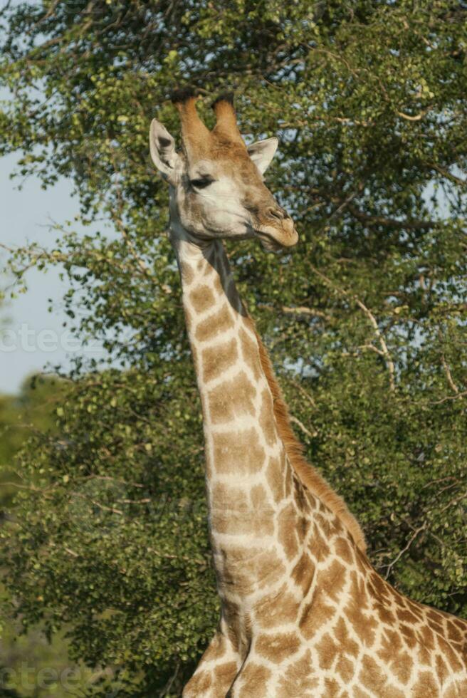 Giraffe, Krüger National Park, Süd Afrika foto