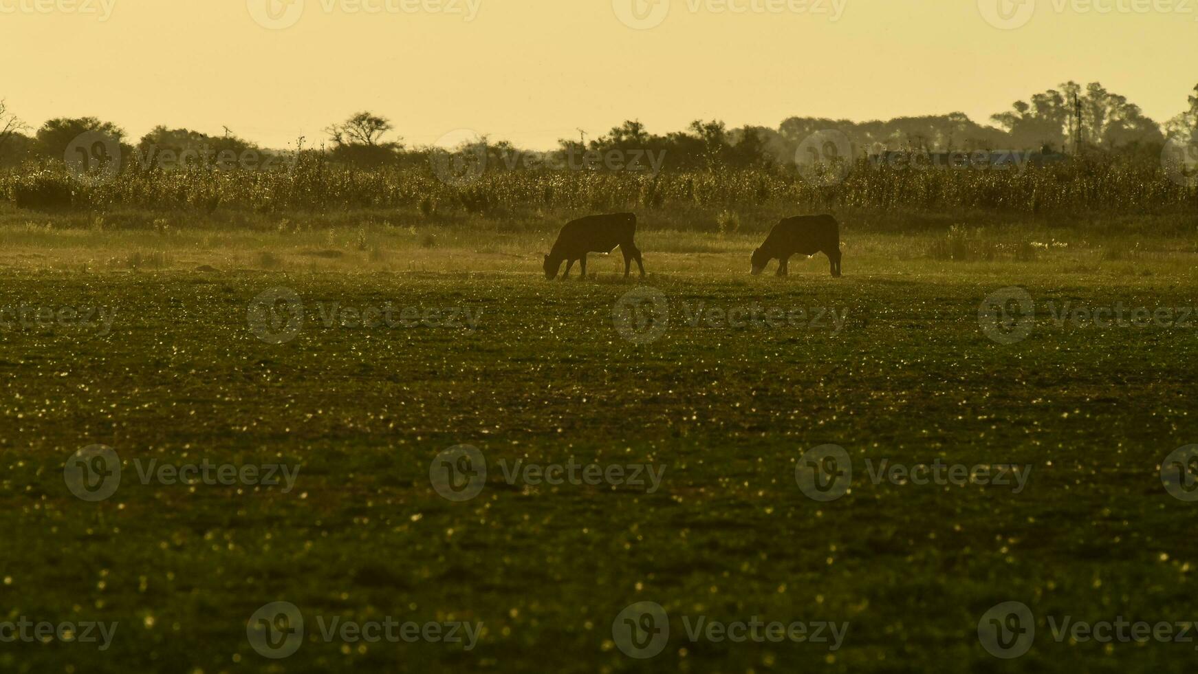 lenkt Weiden lassen auf das Pampas schmucklos, Argentinien foto