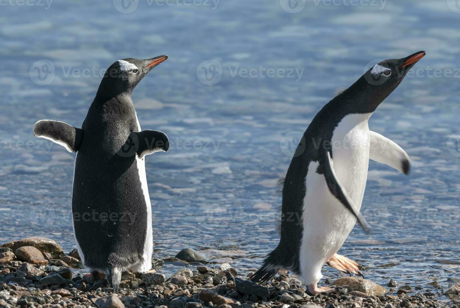 Gentoo Pinguin, Antarktis foto