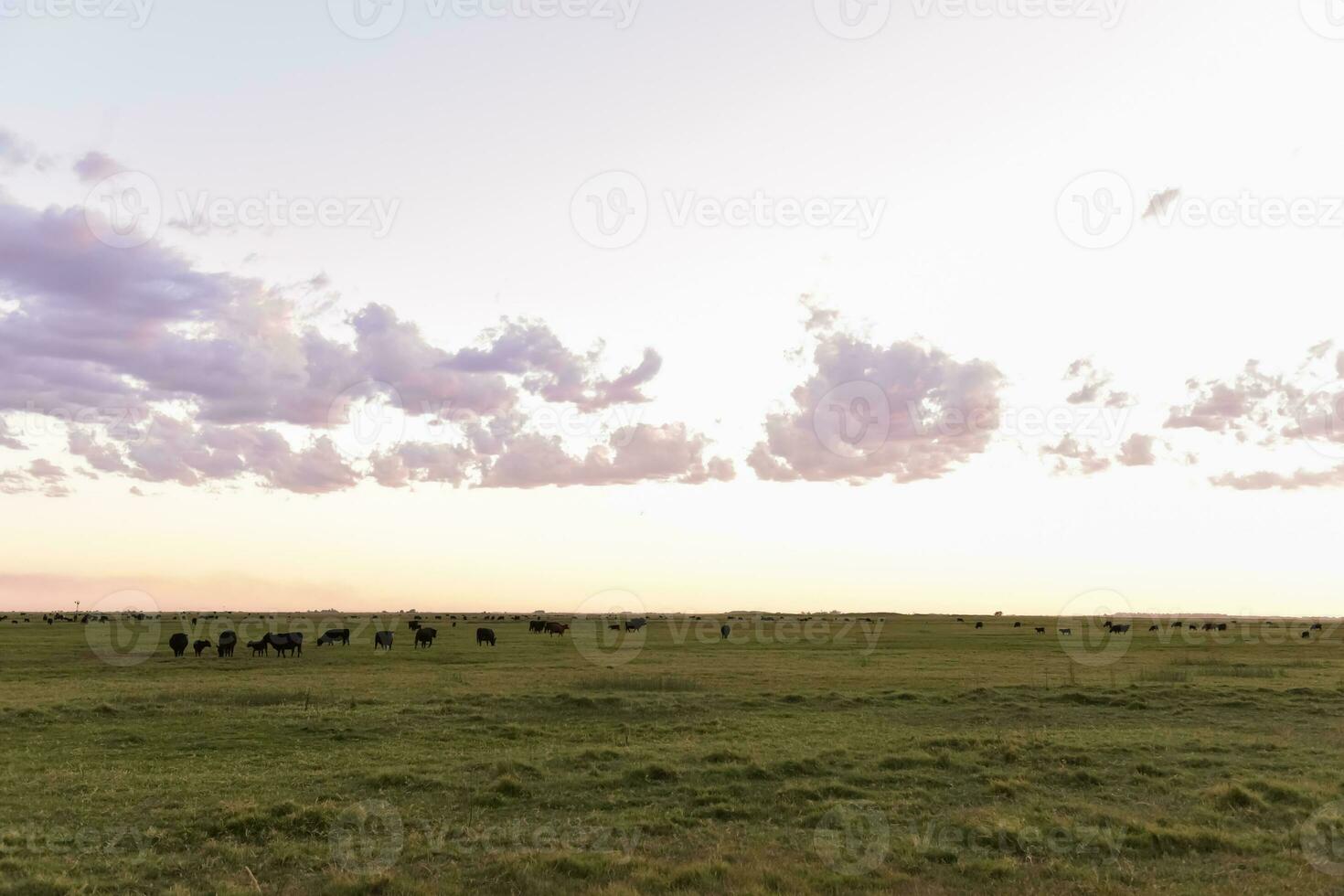 Kühe Weiden lassen im das Feld, im das Pampas schmucklos, Argentinien foto