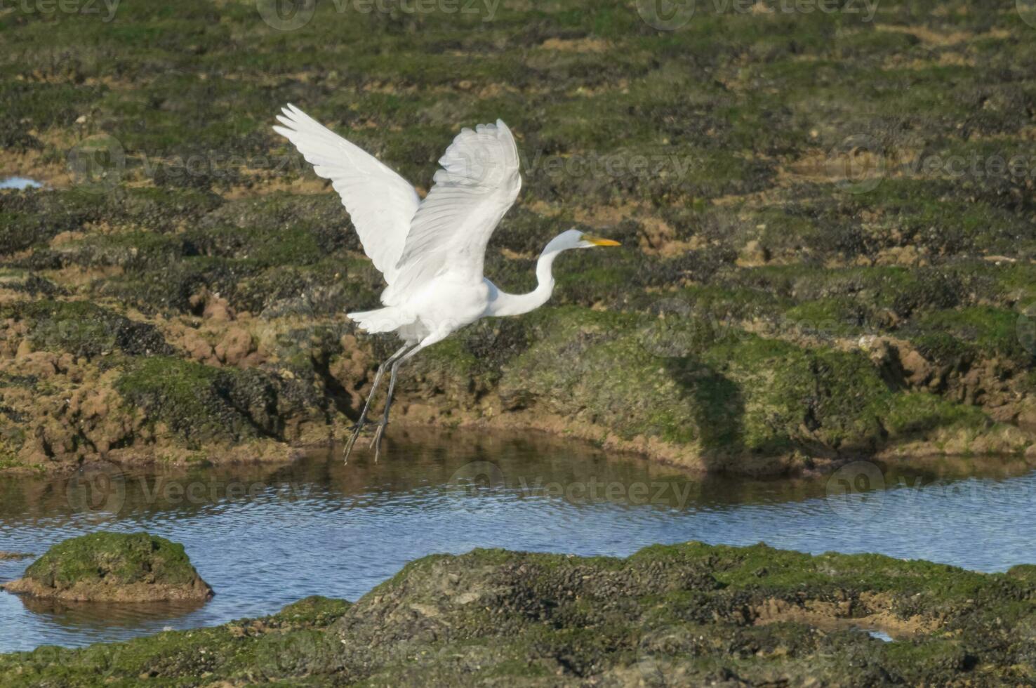 großartig Weiß Reiher im Patagonien, Argentinien foto