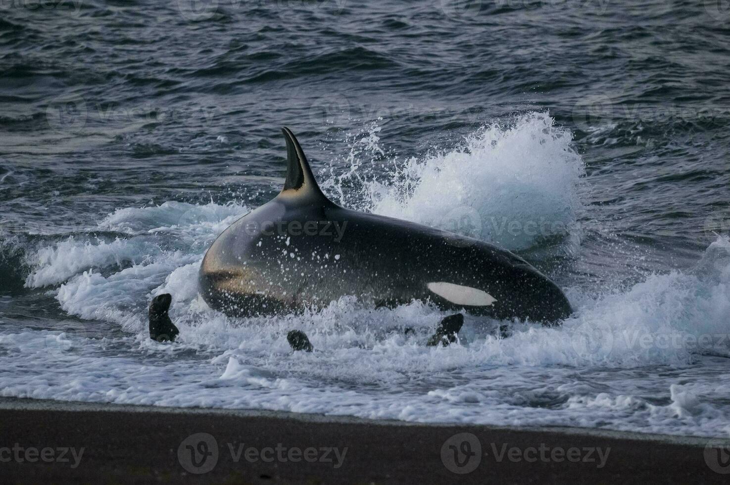 Mörder Wal Jagd Meer Löwen auf das paragonisch Küste, Patagonien, Argentinien foto