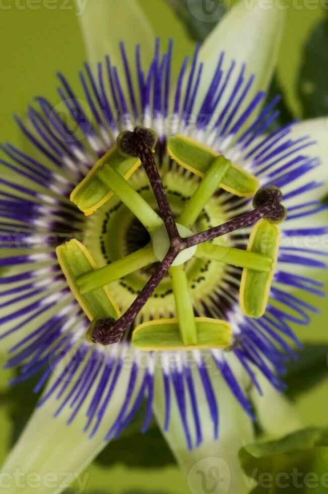 Blau Passionsblume, Blume Detail, Pampas Wald, Argentinien. foto