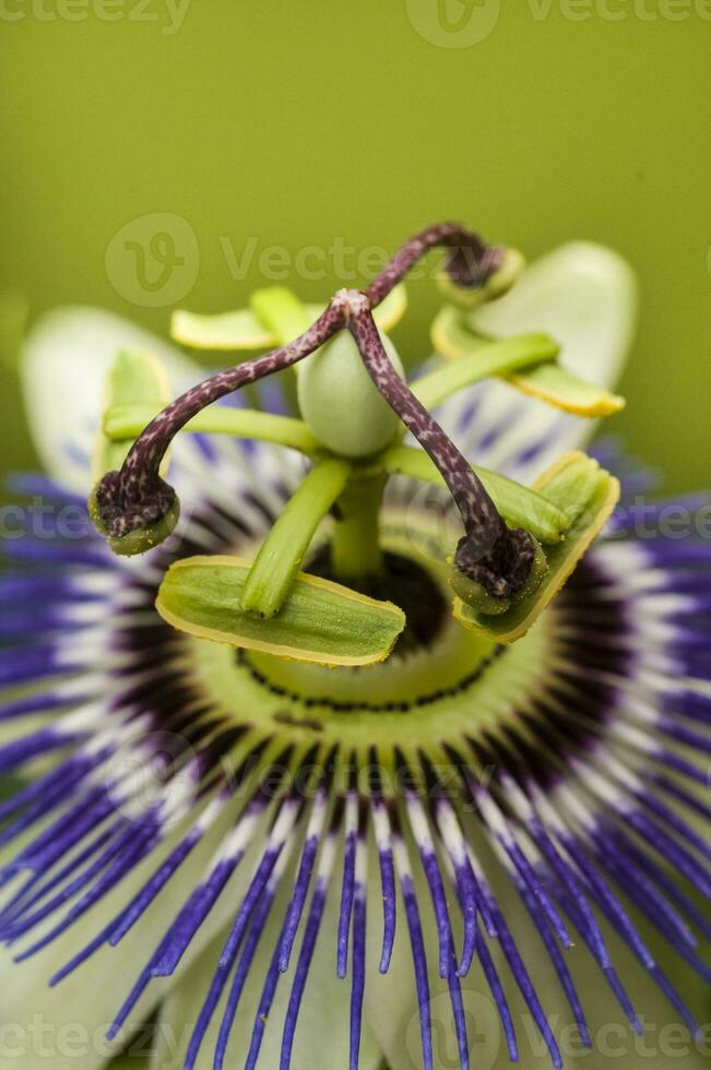 Blau Passionsblume, Blume Detail, Pampas Wald, Argentinien. foto