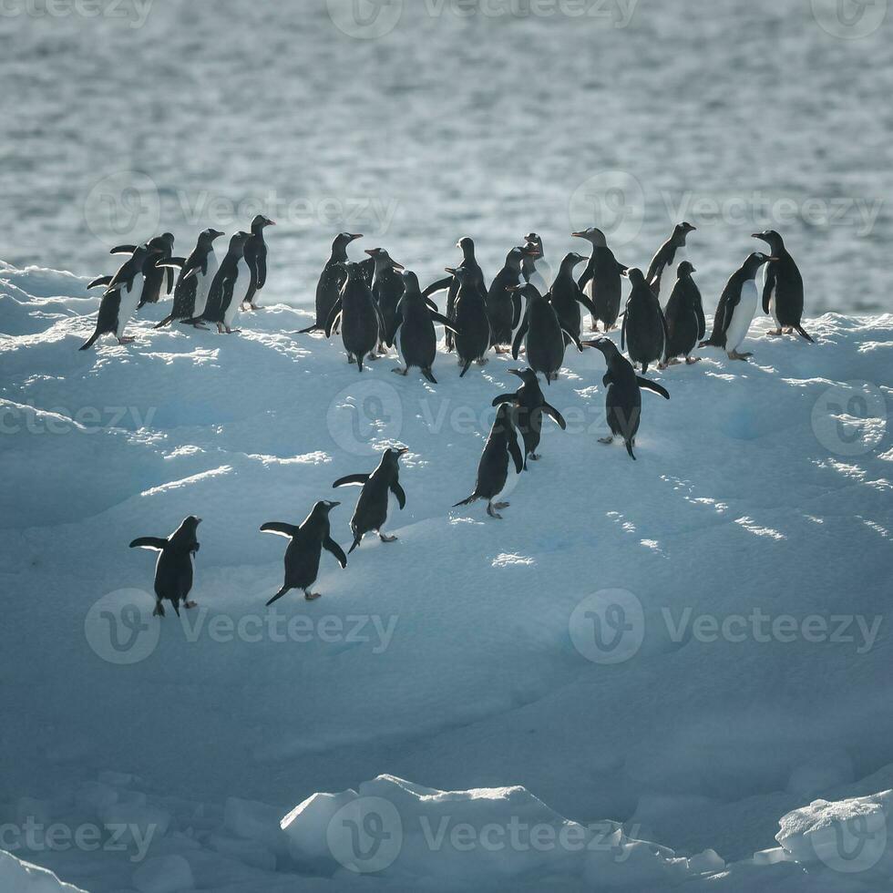 Gentoo Pinguin, Pygoscelis Papua, auf Eisberg, Antarktis foto