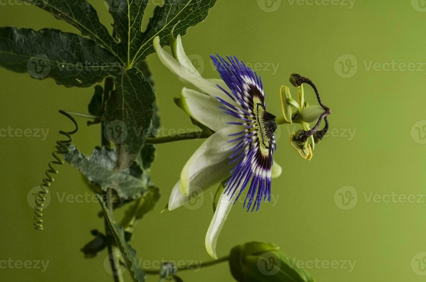 Blau Passionsblume, Blume Detail, Pampas Wald, Argentinien. foto