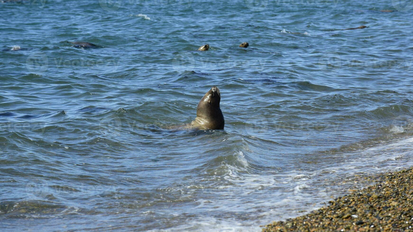 männlich Meer Löwe , im das Küsten Kolonie, Patagonien, Argentinien. foto