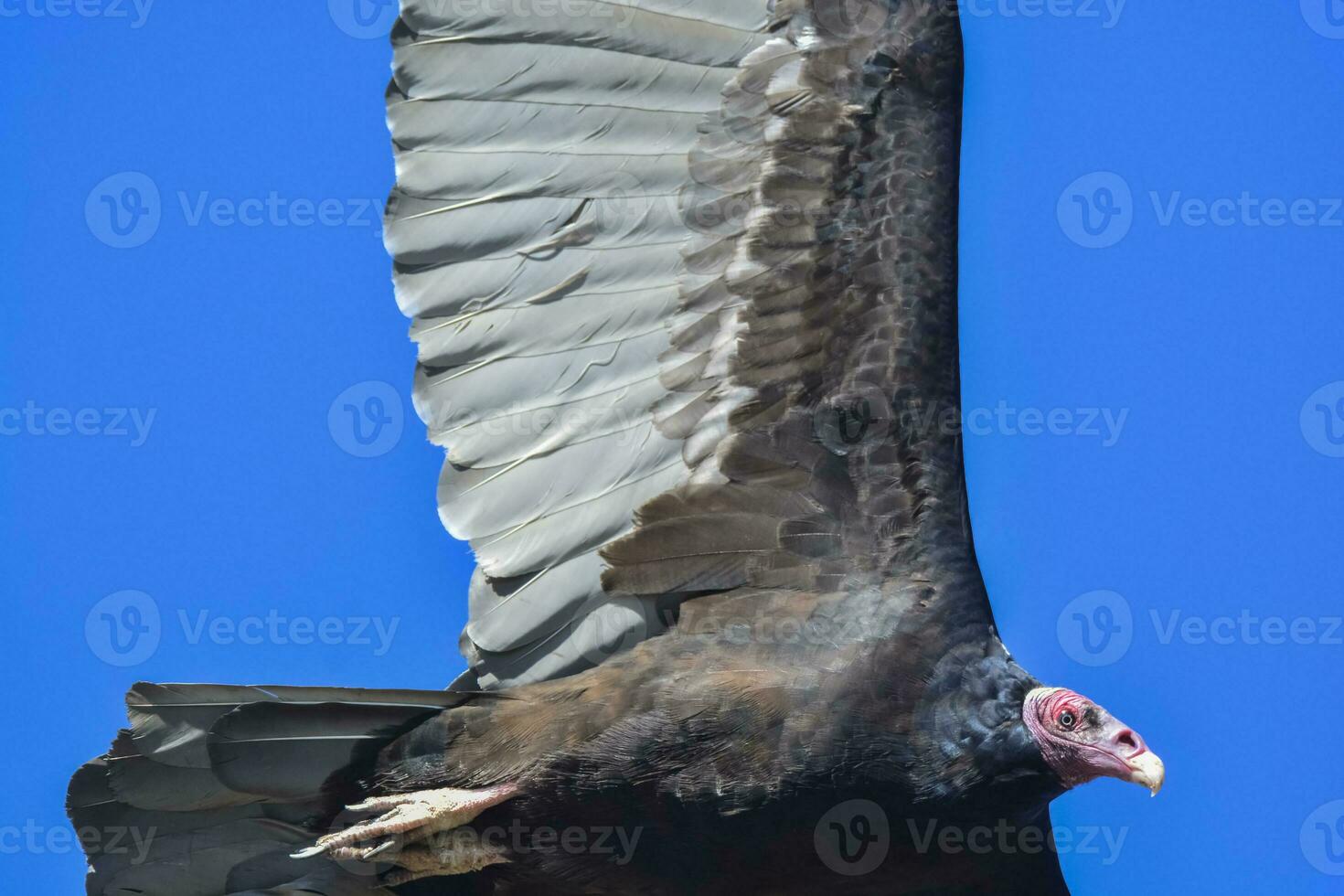 Truthahn Geier, ,Planung im Flug, Patagonien, Argentinien foto