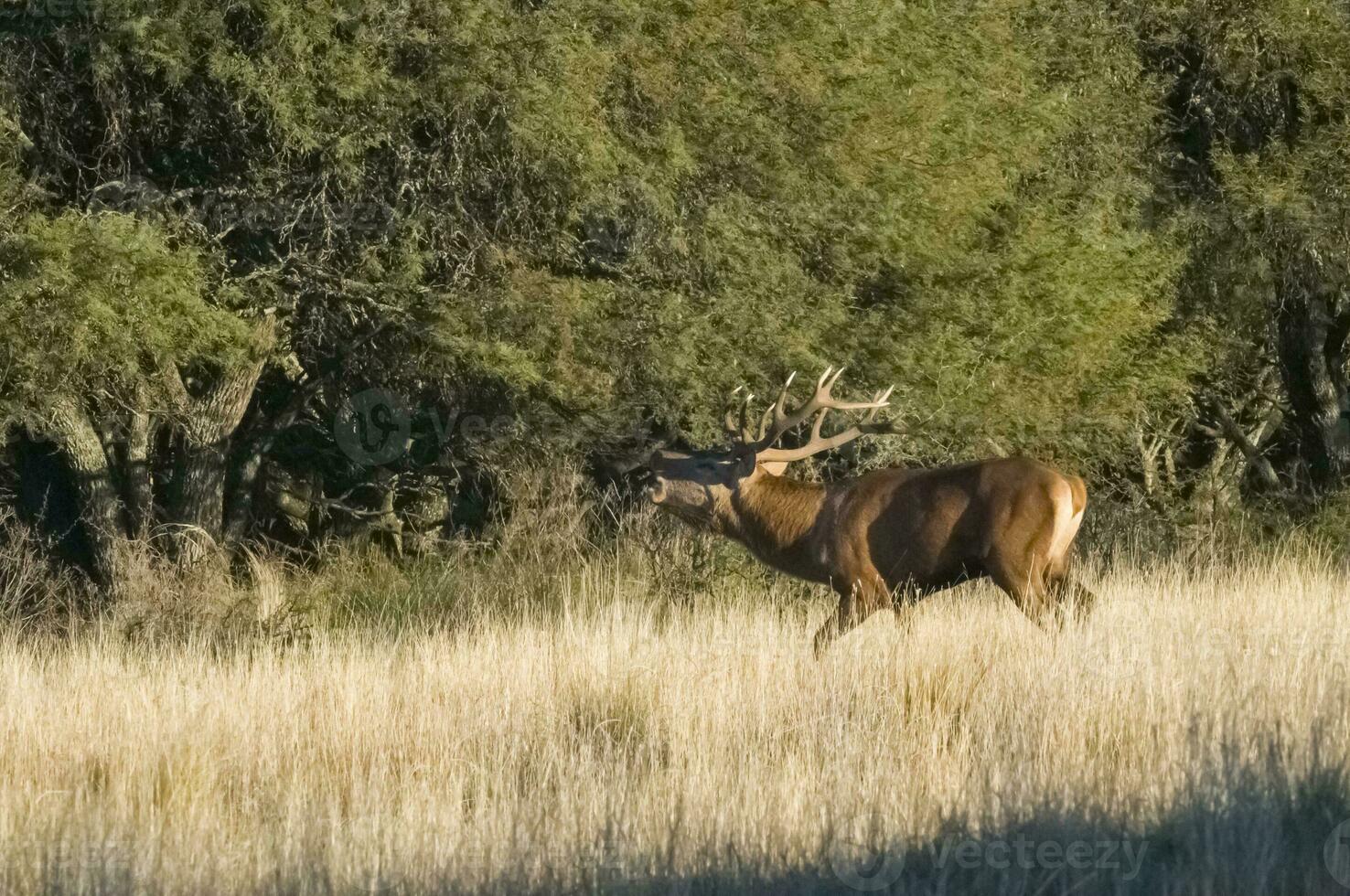 rot Hirsch im calden Wald Umfeld, Pampas, Argentinien foto