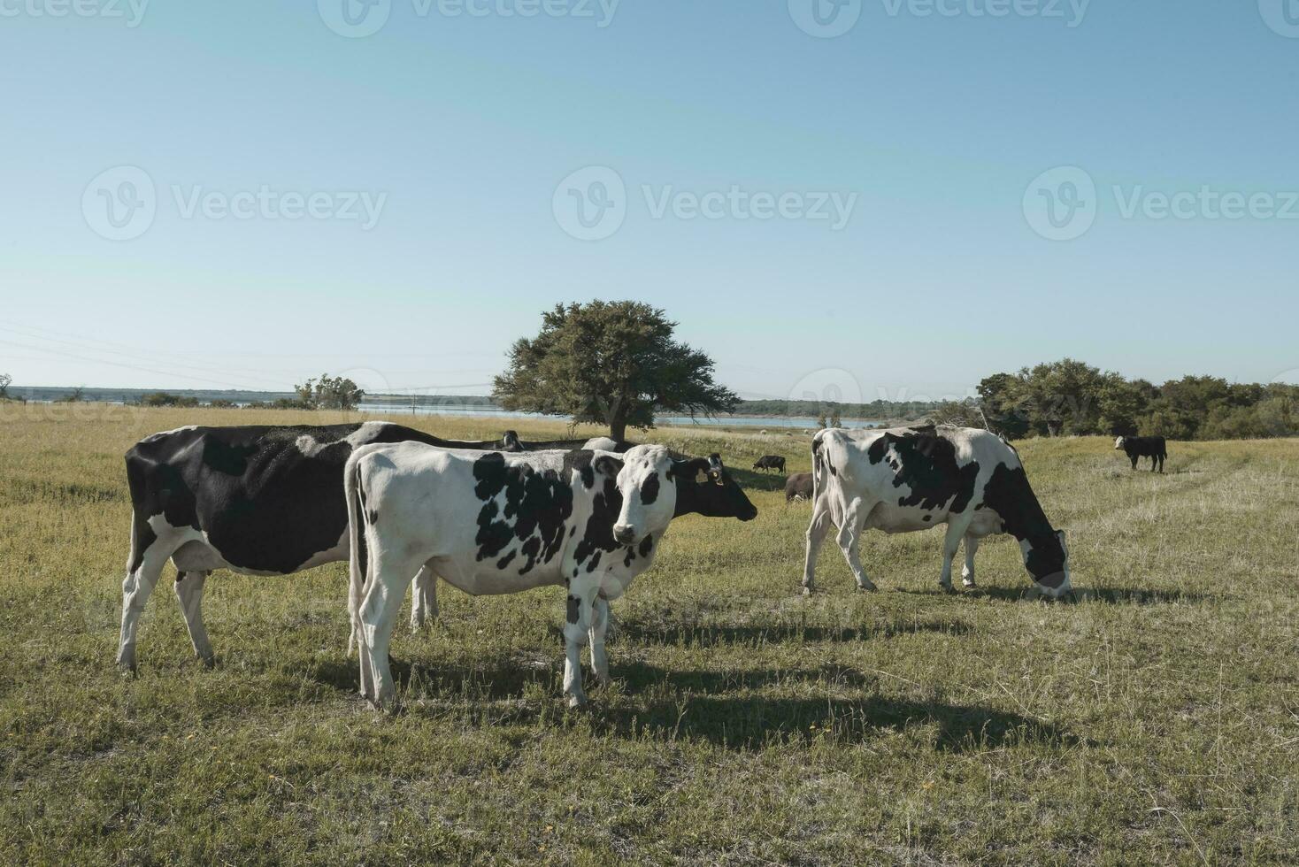 Molkerei Kühe im Argentinien Landschaft, Patagonien foto