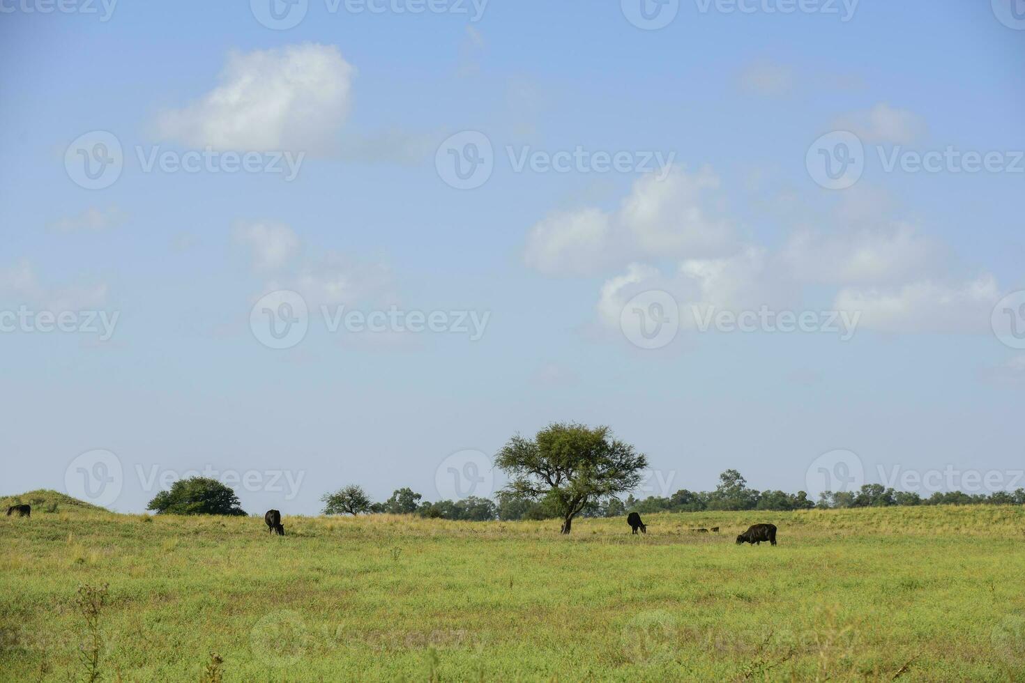 lenkt und Färsen angehoben mit natürlich Gras, Argentinien Fleisch Produktion foto