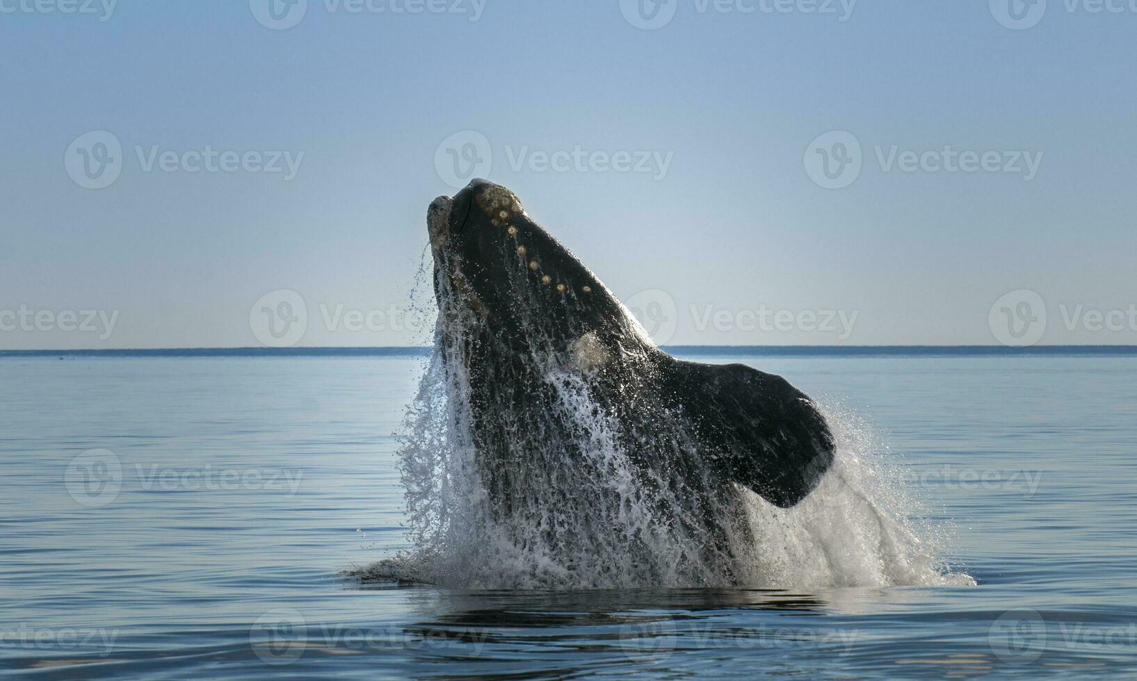 Süd- richtig Wal, springend Verhalten, puerto madryn, Patagonien, Argentinien foto