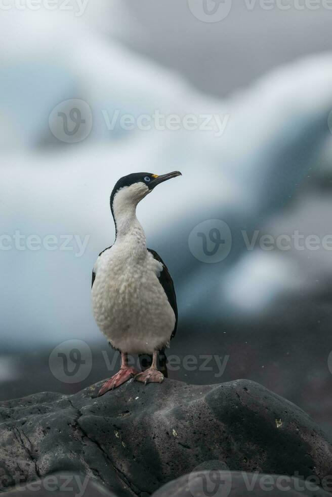 Kaiserliche Kormoran, Zucht Kolonie, Paulet Insel, Antarktis foto