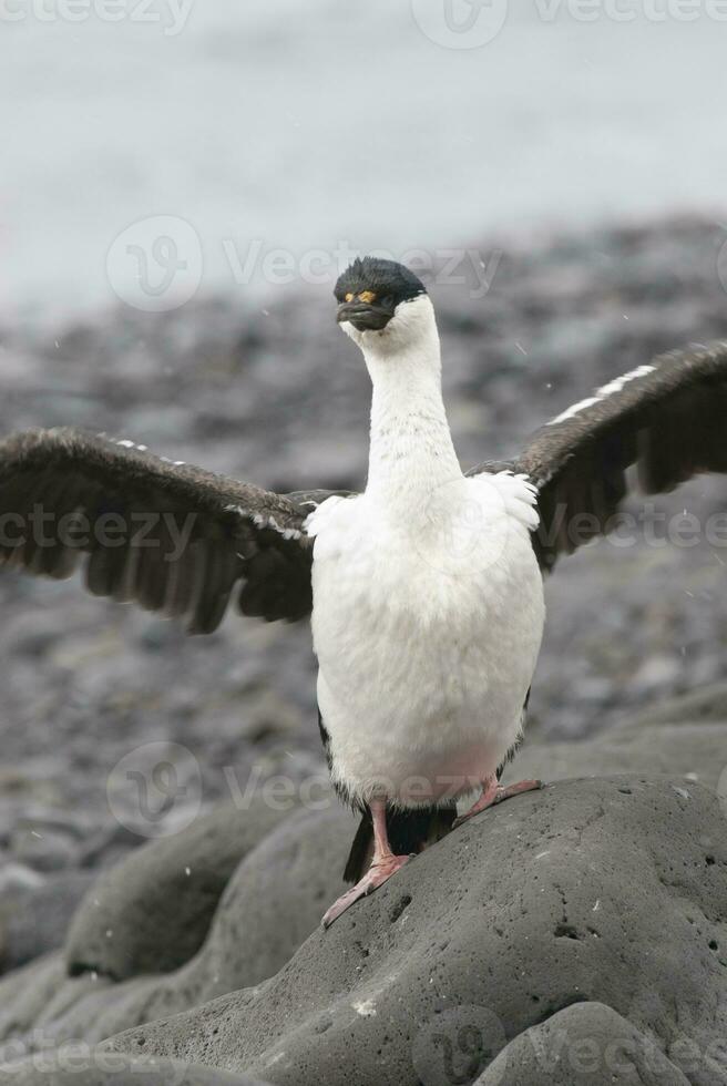 Kaiserliche Kormoran, Zucht Kolonie, Paulet Insel, Antarktis foto