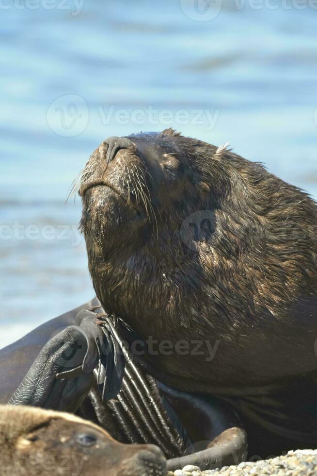 männlich Meer Löwe , Patagonien, Argentinien foto