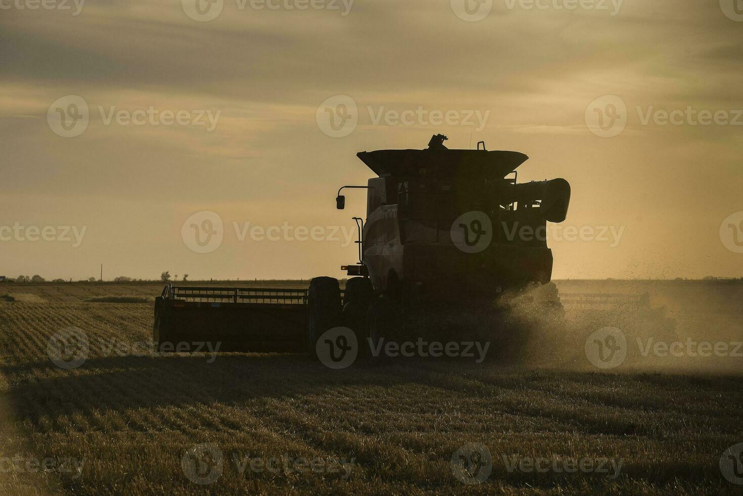 Mähdrescher Maschine, Ernte im das Argentinien Landschaft, Buenos Aires Provinz, Argentinien. foto