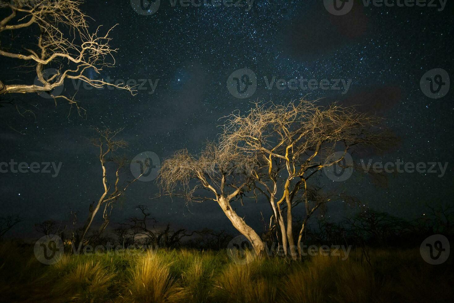 Verbrennung Bäume fotografiert beim Nacht mit ein sternenklar Himmel, la Pampa Provinz, Patagonien , Argentinien. foto