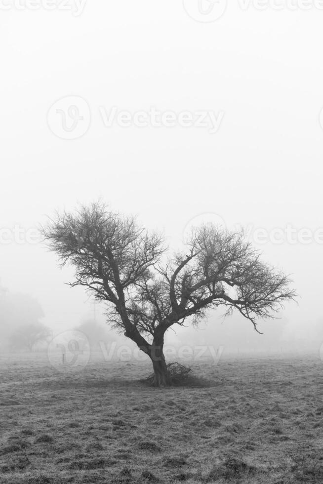 einsam Baum im dick Nebel beim Dämmerung, im Pampas Landschaft, la Pampa Provinz, Patagonien, Argentinien. foto