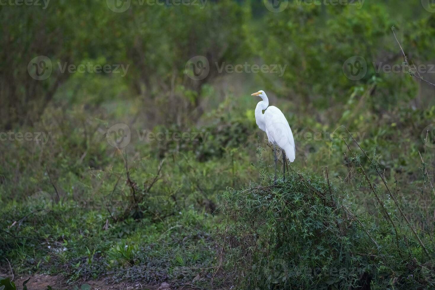 großartig Weiß Reiher im Feuchtgebiet Umgebung, Pantanal , mato Grosso, Brasilien. foto