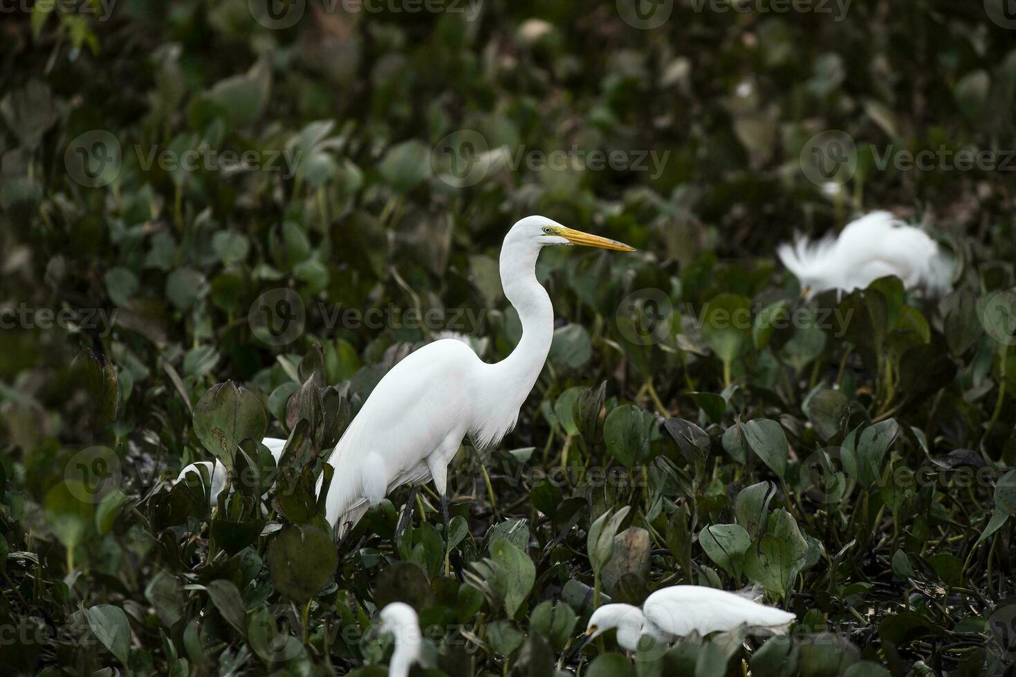 großartig Weiß Reiher im Feuchtgebiet Umgebung, Pantanal , mato Grosso, Brasilien. foto