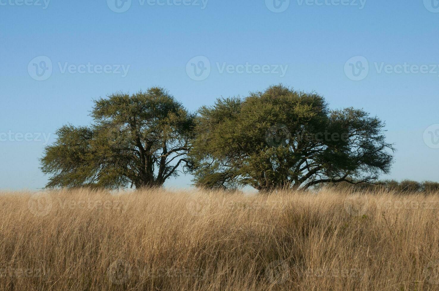 Pampas Gras Landschaft, la Pampa Provinz, Patagonien, Argentinien. foto