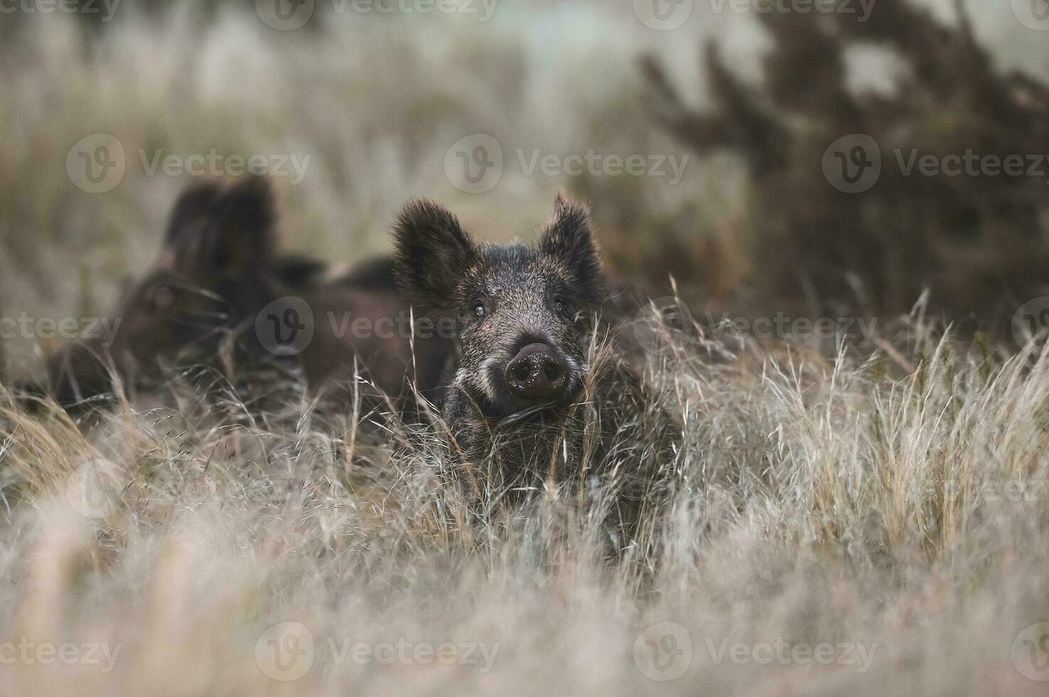 wild Eber Herde im ein Wasser Loch, chaco Wald, la Pampa Provinz, Patagonien, Argentinien. foto