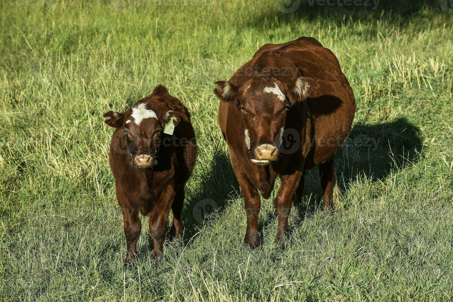 das Vieh erziehen mit natürlich Weiden im Pampas Landschaft, la Pampa Provinz, Patagonien, Argentinien. foto