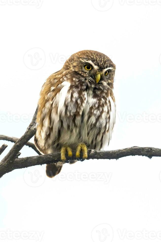 eisenhaltig Pygmäe Eule, Glaucidium Brasilianum, calden Wald, la Pampa Provinz, Patagonien, Argentinien. foto