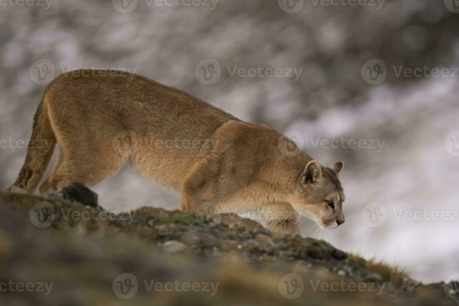 Puma Gehen im Berg Umfeld, torres del paine National Park, Patagonien, Chile. foto