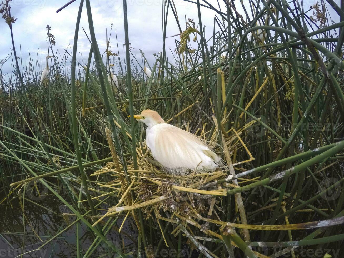 das Vieh Reiher, bubulcus Ibis, nisten, la Pampa Provinz, Patagonien, Argentinien foto