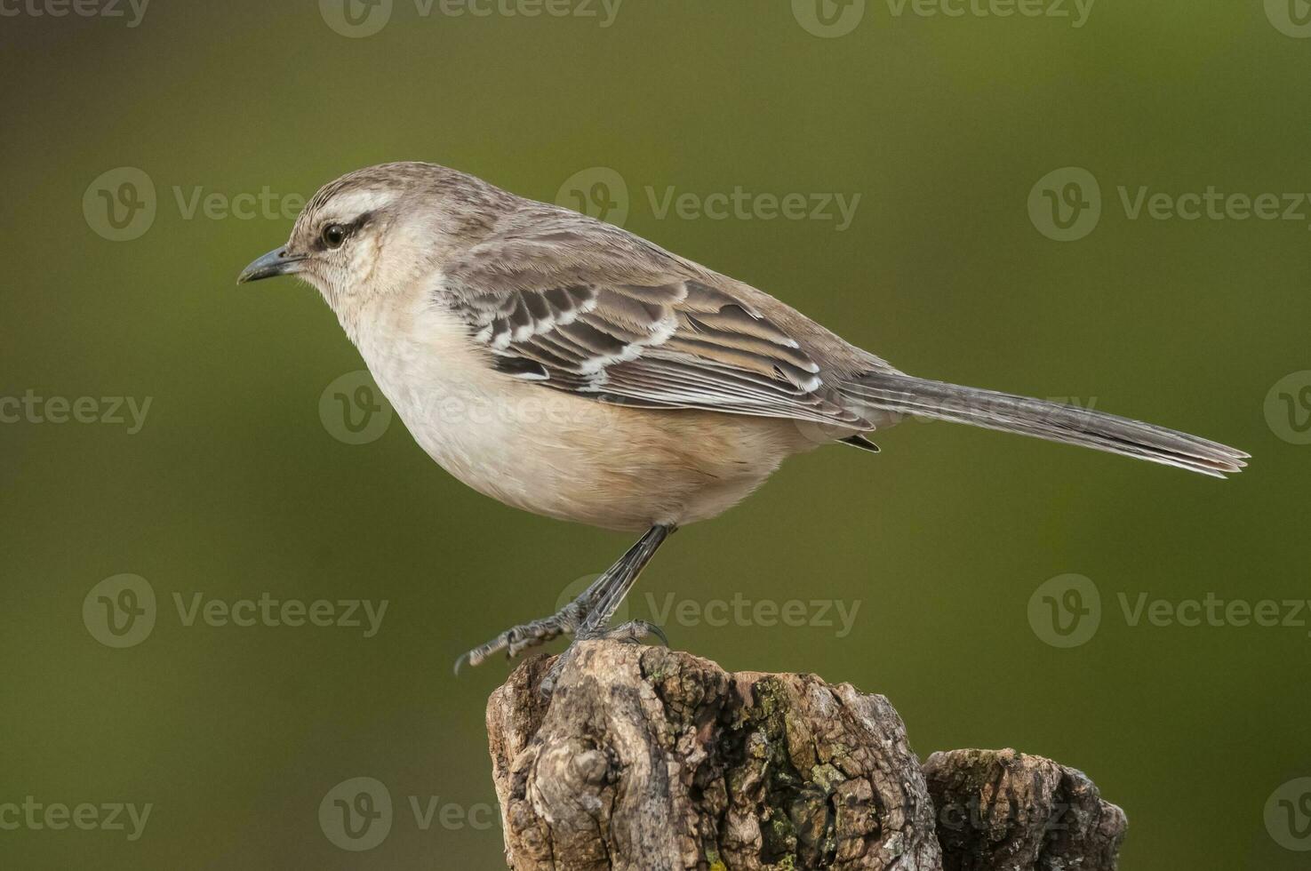 Weiß gebändert Rauchvogel im calden Wald Umfeld, Patagonien Wald, Argentinien. foto