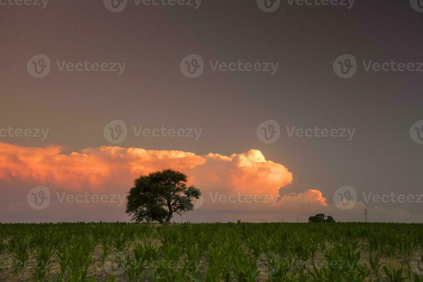 Pampas Baum im ländlich Landschaft, la Pampa Provinz, Patagonien, Argentinien. foto